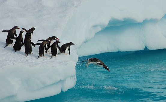 פינגווינים קופצים ראש למים ( יח"ץ)