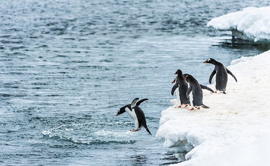 פינגווינים קופצים למים (יח"ץ )